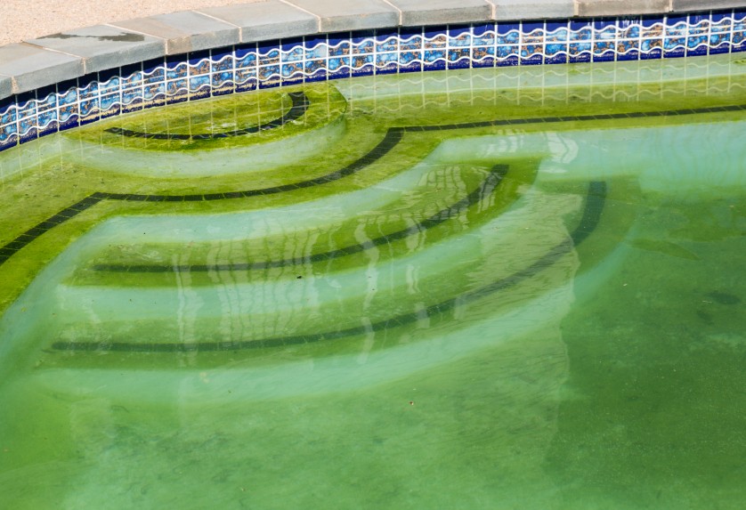 dirty green swimming pool