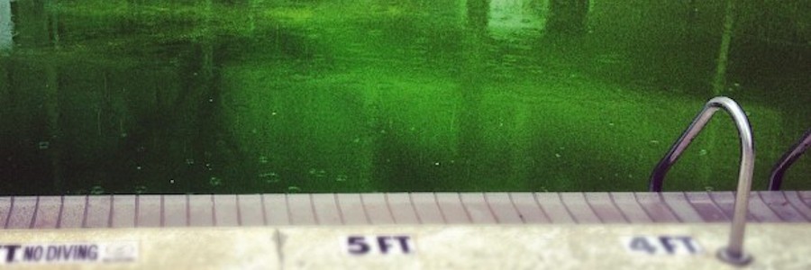 Algae in a pool that turned the water green.
