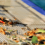 Autumn leaves on pool - how to keep leaves out of pool skimmer