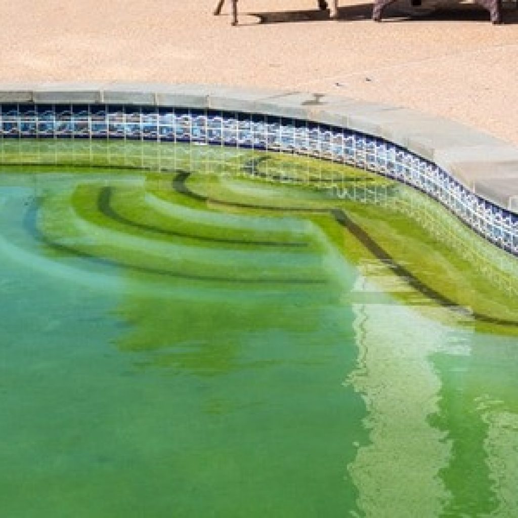 algae in pool