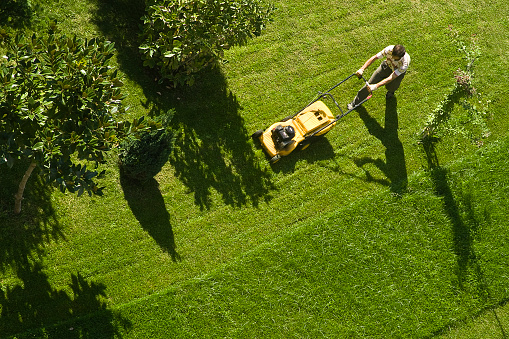grass
