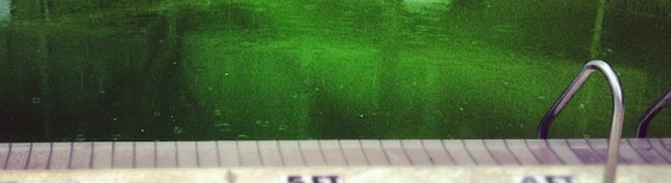 what causes your pool to turn green